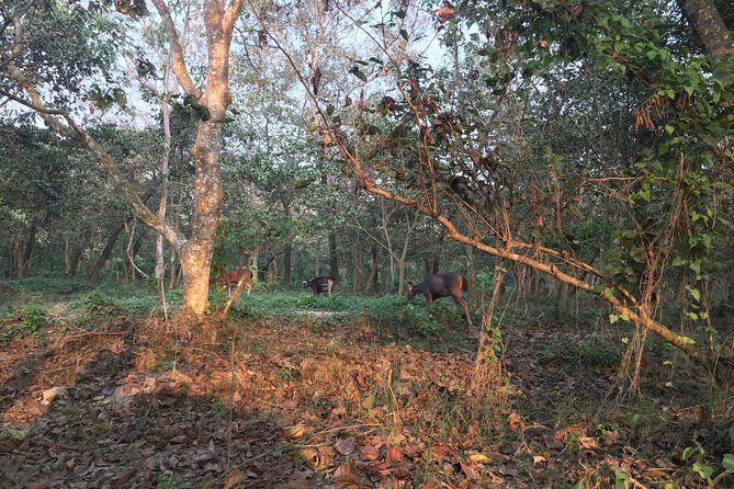 1 Night 2 Days Chitwan Jungle Safari Tour from Kathmandu - Price and value: what $155 buys (and what you need to budget)