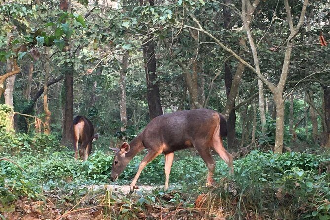 1 Night 2 Days Chitwan Jungle Safari Tour from Kathmandu - Day 2 morning jeep safari: wildlife odds, rhino focus, and tiger expectations