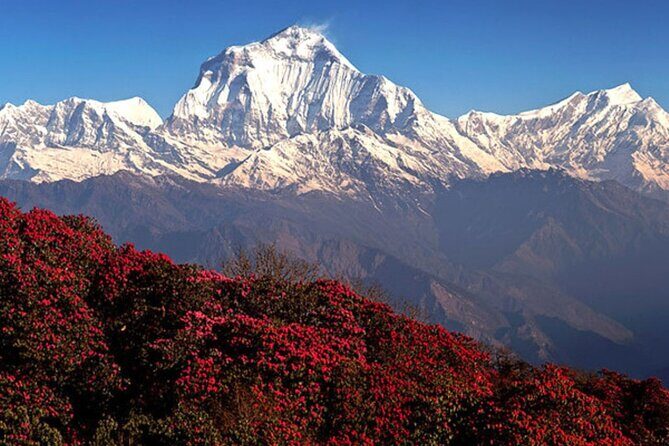 10 Days Private Guided Annapurna Basecamp Trek via Poon Hill - Ulleri to Ghorepani: Steps, Forests, and Village Life That Moves at Trek Speed