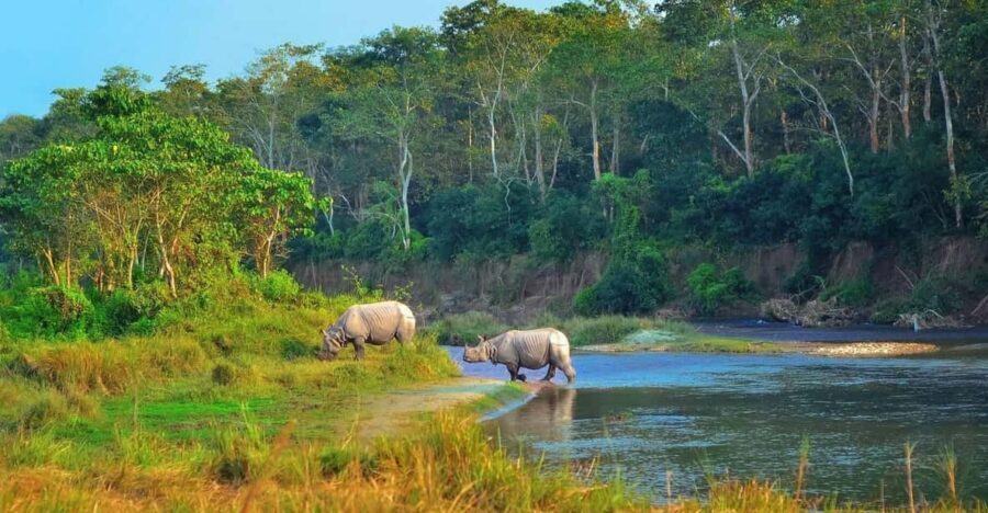 2 Days Chitwan Jungle Safari Tour from Pokhara/Kathmandu - Day 1 in Chitwan: check-in, lunch, and the jeep safari focus