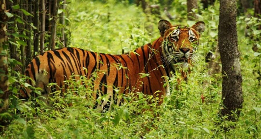 2 Days Chitwan Jungle Safari Tour from Pokhara/Kathmandu - Tharu village entry and dance: more than a quick cultural stop