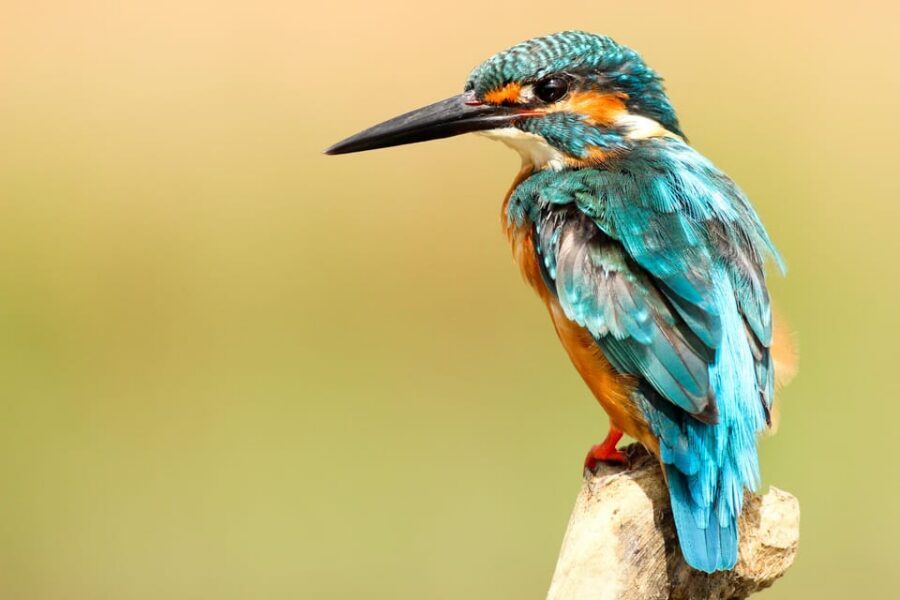 2 Days Chitwan Jungle Safari Tour from Pokhara/Kathmandu - Price and value: what $117 covers and why it’s not just a ticket