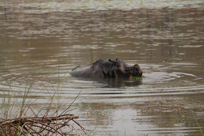 3-Day Chitwan National Park Jungle Safari Tour Package with Pick Up - Day 2: Rapti River Canoe Ride and Wildlife Morning Energy