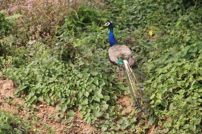 3-Day Chitwan National Park Jungle Safari Tour Package with Pick Up - Day 3: Bird Watching, Then Head Back to Kathmandu