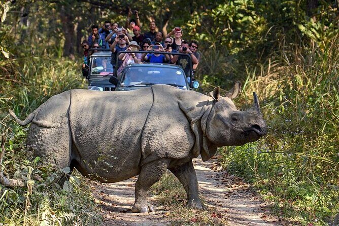 3-Day Chitwan National Park Jungle Safari Tour Package with Pick Up - The Wildlife Reality Check: How to Get the Most from Jeep, Canoe, and Jungle Walk