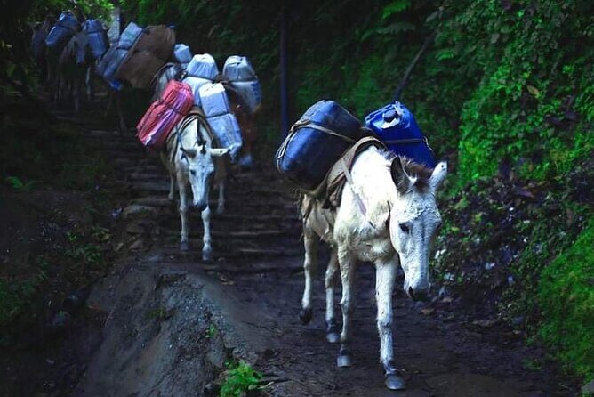 3 Days 2 Nights Poon Hill Trekking - The guide side: how hospitality and local knowledge affect your days