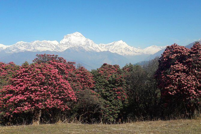 4-Day Private Poon Hill Trekking Tour - Quick Take: What Makes This Trek Worth Your Time