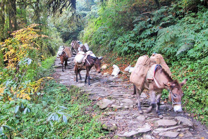 4-Day Private Poon Hill Trekking Tour - Guide, Permits, and Safety: What “Private” Really Changes