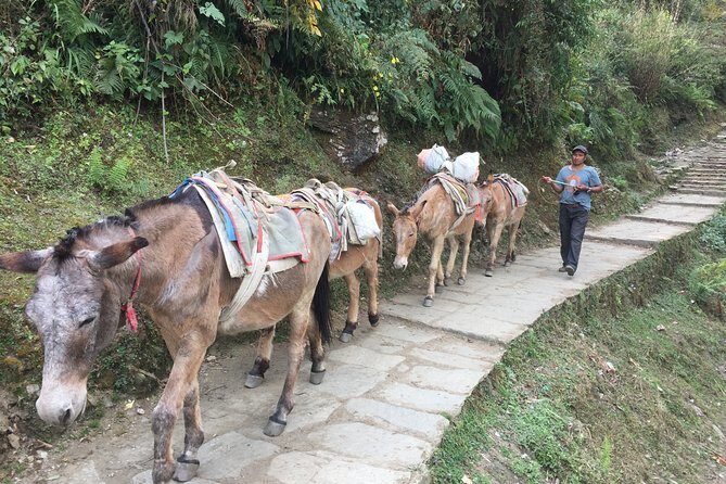 4 Days Poon Hill Trek - The “guided and private” value you actually feel on the trail