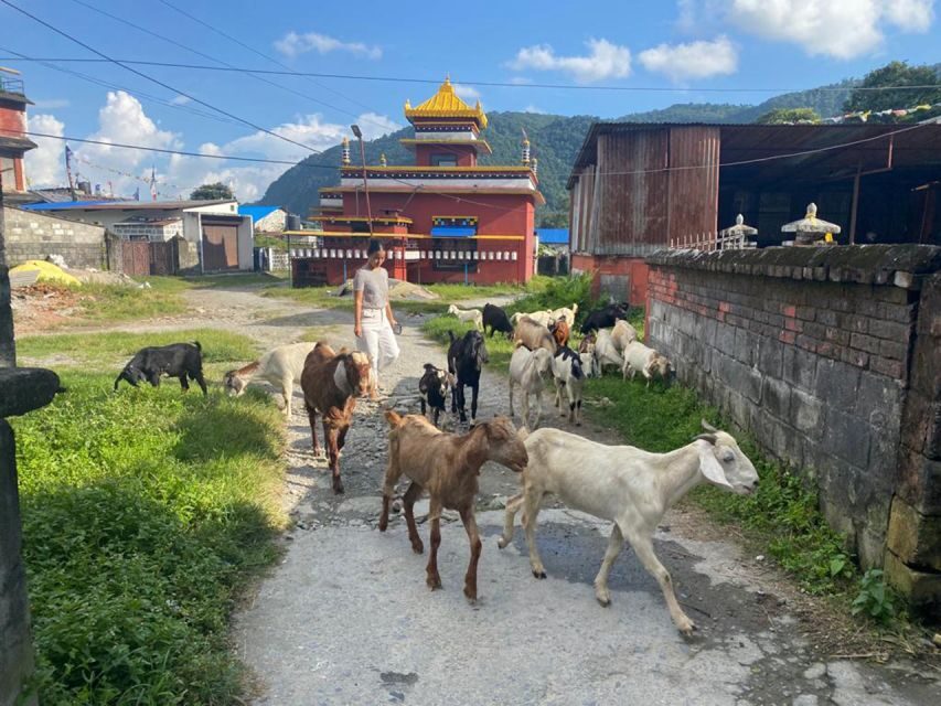 Afternoon Tibetan cultural tour - Pema Ts’al Sakya Monastic Institute: where you learn to read the symbols