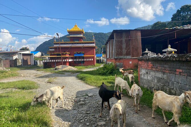 Afternoon Tibetan Cultural Tour to Tibetan Settlements Pokhara - Who this tour is best for