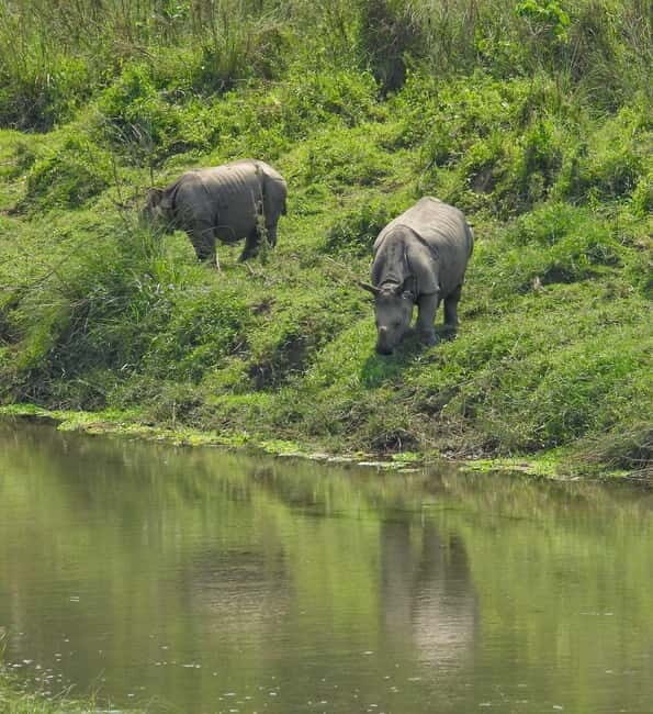 Chitwan: Full-Day Safari Canoeing and Jungle Walk and Jeep - Key Points Before You Go