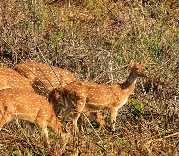 Chitwan: Full-Day Safari Canoeing and Jungle Walk and Jeep - Chitwan In One Big Day: Canoe, Footsteps, and a Jeep Track