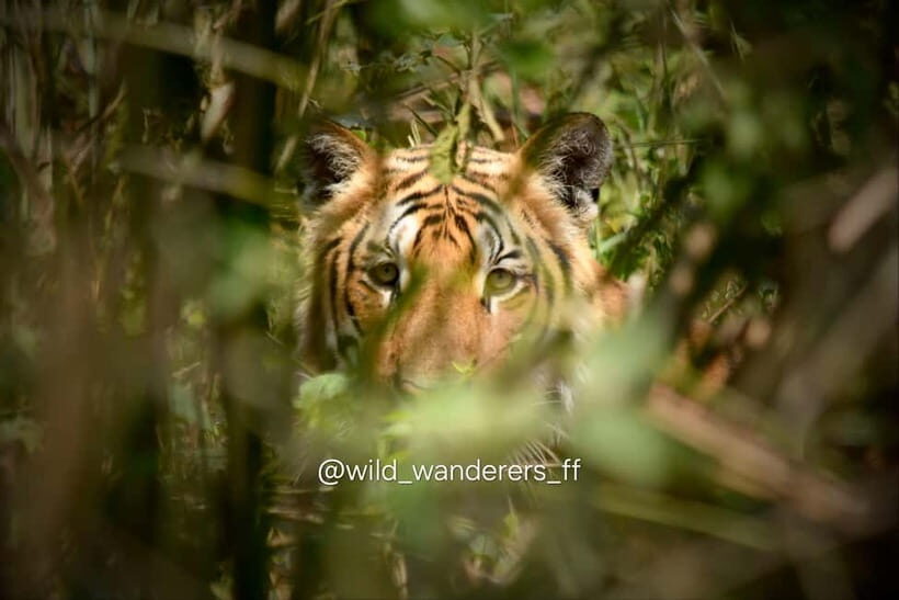 Chitwan: Full-Day Safari Canoeing and Jungle Walk and Jeep - Jungle Walk with Your Guide: Rhinos Aren’t Just a Rumor