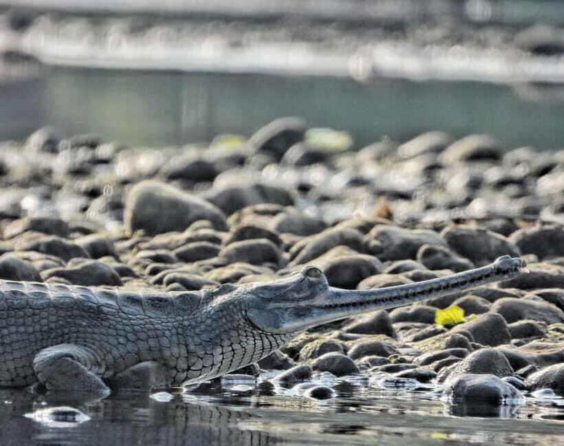 Chitwan: Full-Day Safari Canoeing and Jungle Walk and Jeep - Jeep Safari Timing by Season: 4 Hours in Peak Months, Shorter in Monsoon