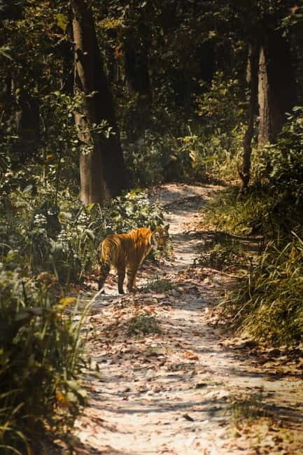 Chitwan: Full-Day Safari Canoeing and Jungle Walk and Jeep - What to Bring and What to Skip in the Park