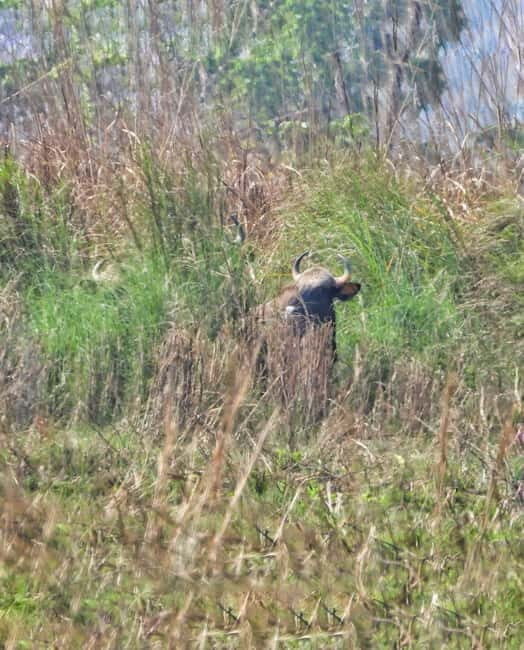Chitwan: Full-Day Safari Canoeing and Jungle Walk and Jeep - Optional Crocodile Breeding Center: The Extra 100 NPR Stop