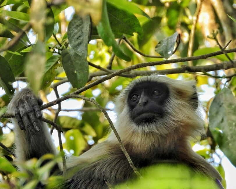 Chitwan: Full-Day Safari Canoeing and Jungle Walk and Jeep - Should You Book This Full-Day Chitwan Safari?