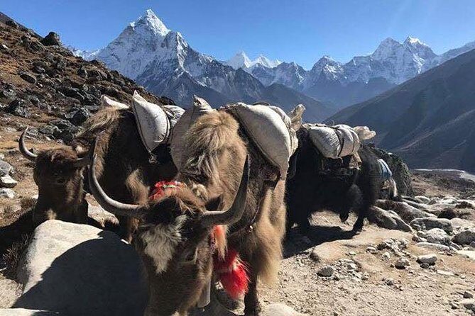 Everest Base Camp Trek 12 Days – Best Himalayan Adventure - Dingboche: Acclimatization Territory You’ll Be Glad You Reach