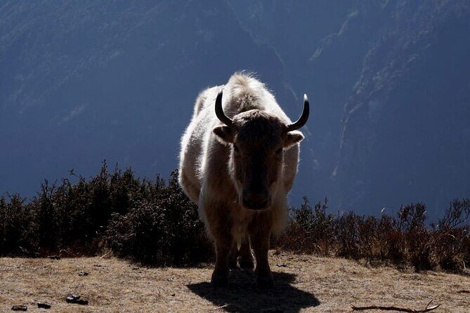 Everest Base Camp Trekking - 2025/2026 - A typical day on the trail: wake tea, then move