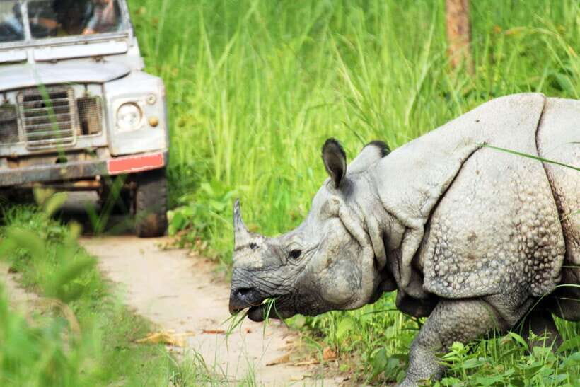 From Kathmandu/Pokhara: 2, 3, or 4-Day Chitwan Jungle Safari - Wildlife Time With a Jeep: Tigers, Rhinos, and What to Expect Honestly
