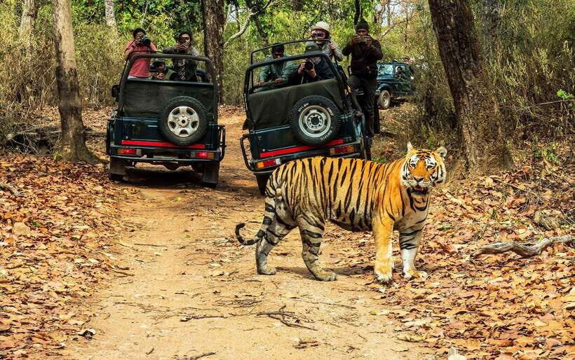 From Kathmandu/Pokhara: 2, 3, or 4-Day Chitwan Jungle Safari - Getting to Chitwan: 5–6 Hours of Road Time (and How the Options Change It)