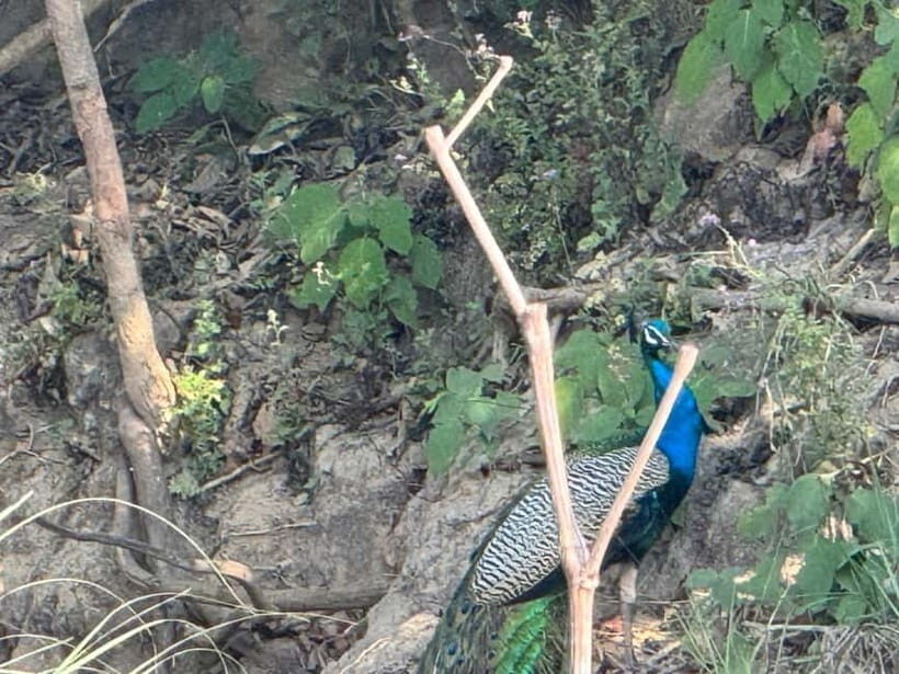 From Kathmandu/Pokhara: 3 Days All-Inclusive Chitwan Safari - Wildlife Expectations: What You’re Likely to See, and What You Can’t Control