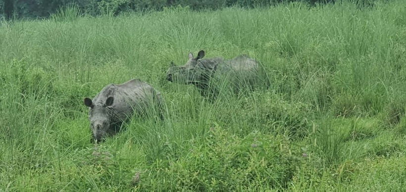From Kathmandu/Pokhara: 3 Days All-Inclusive Chitwan Safari - Who Should Book This Chitwan Safari (and Who Should Skip It)