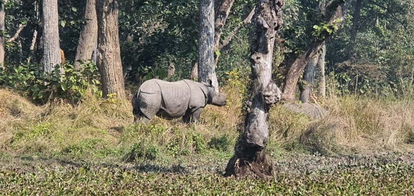From Kathmandu/Pokhara: 3 Days All-Inclusive Chitwan Safari - Your Lodge and Included Meals: Comfort Matters When You’re Sweating in the Jungle