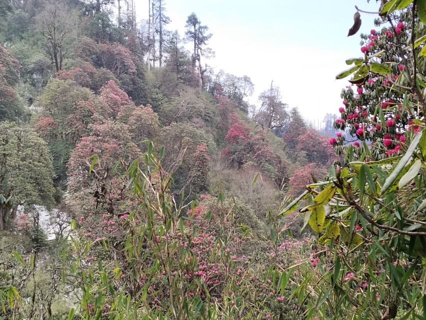 From Pokhara: Budget 2 Night 3 days Poon hill trek - Price and value: does $179 per person make sense?