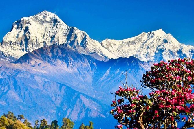 Ghorepani Poon Hill Sunrise Trek - Price and value: what $799 covers (and what you must plan for)