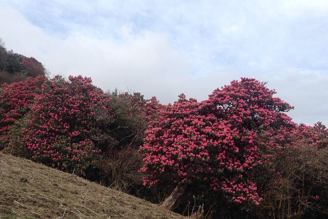 Ghorepani Poon Hill Trek - Price and value: what $399.67 really covers