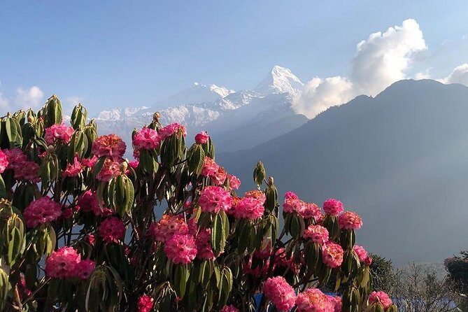 Ghorepani Poon Hill Trek - Key highlights to know