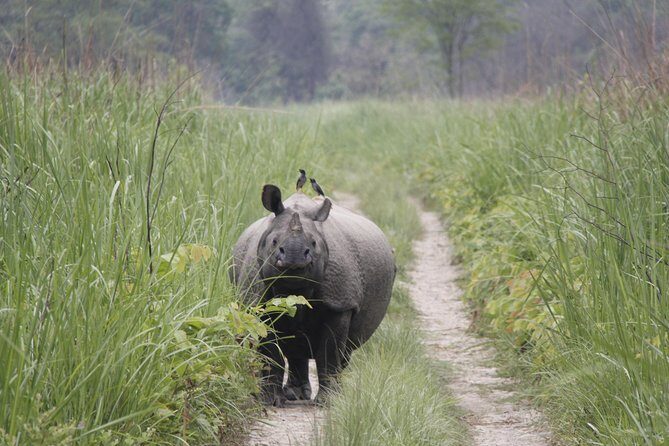Jungle Towernight Stay In Chitwan National Park ,nepal-2 Nights 3 Days Package - What Wildlife Expectation Really Means at Night (and During the Day)