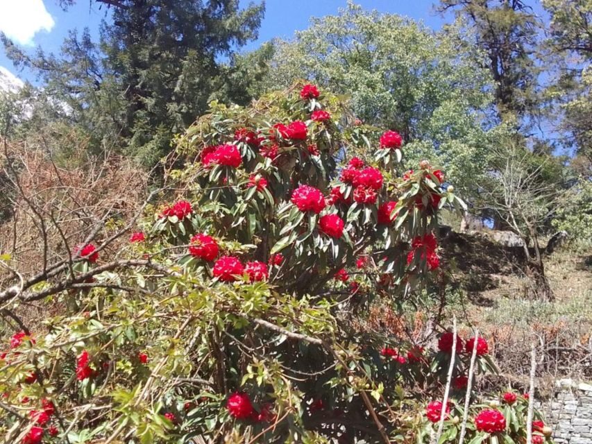 Kathmandu: 10-Day Adventurous Annapurna Circuit Trek - Day 8: Thorong La Pass to Muktinath, 12 hours of effort and then a spiritual landing