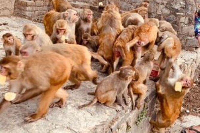 Kathmandu Private Sightseeing Tour | UNESCO World Heritage Sites - Swayambhunath (Monkey Temple): the hilltop stupa with Buddha eyes