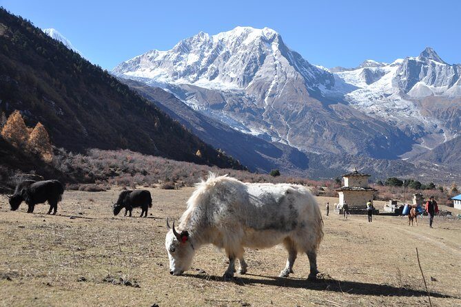 Manaslu Tsum Valley Trekking - Chumling to Chhokangparo: prayer wheels, pine forest trails, and village scale