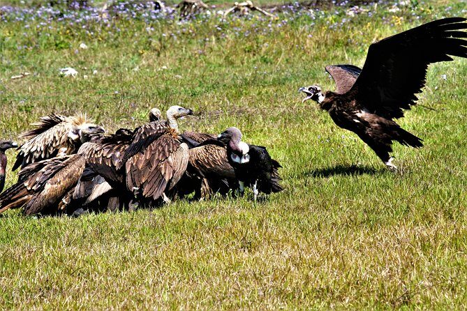 Nepal Birding - Price and value: what $225 buys you (and what it doesn’t)