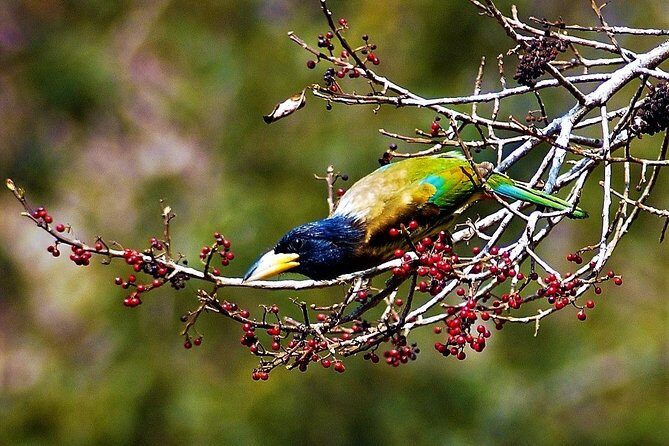 Nepal Birding - A quick read on who this tour suits best