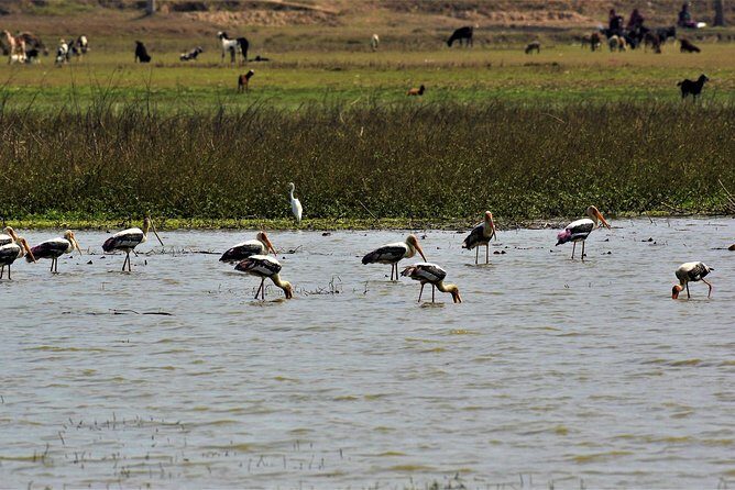 Nepal Birding - What birds you’re likely targeting (and how the guide’s scanning pays off)