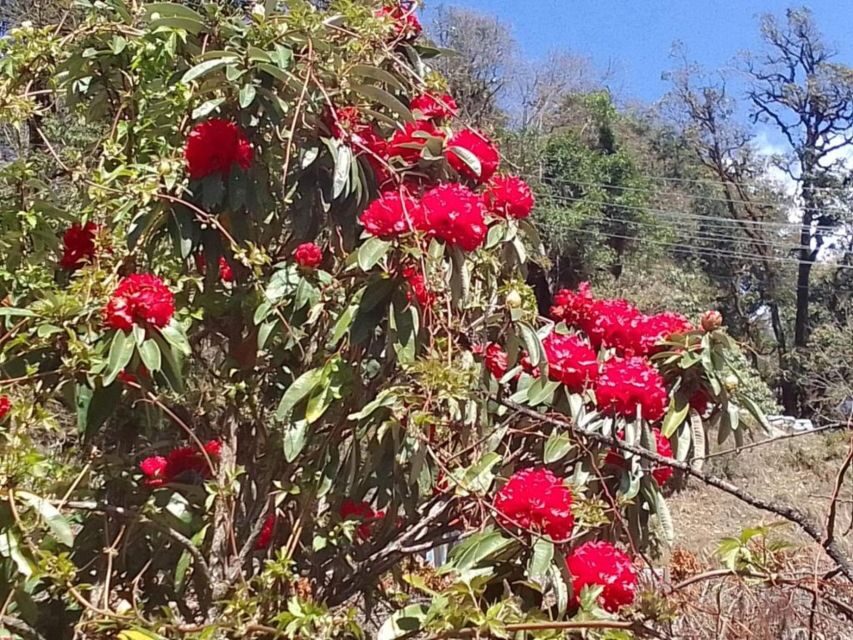 Pokhara: 1-Day Scenic Australian Camp & Dhampus Guided Hike - Australian Camp at 2,060 Meters: Views, Weather Reality, and Photo Strategy