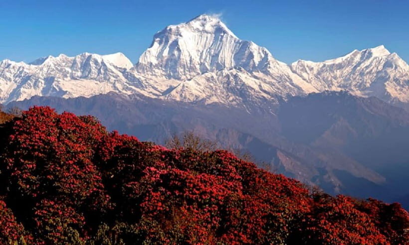Pokhara: 3-Day Ghorephani and Poon Hill Private Trek - Day 2: Ulleri to Ghorepani with An­n­a­purna and Dhaulagiri in sight