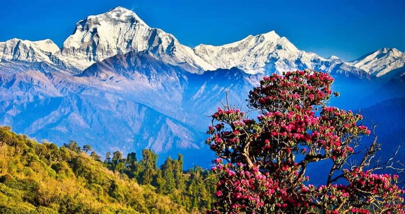 Pokhara: 4-Day Ghorepani, Poonhill & Ghandruk Mountain Trek - Day 3: Poon Hill sunrise, then Tadapani and Ghandruk’s Gurung heart