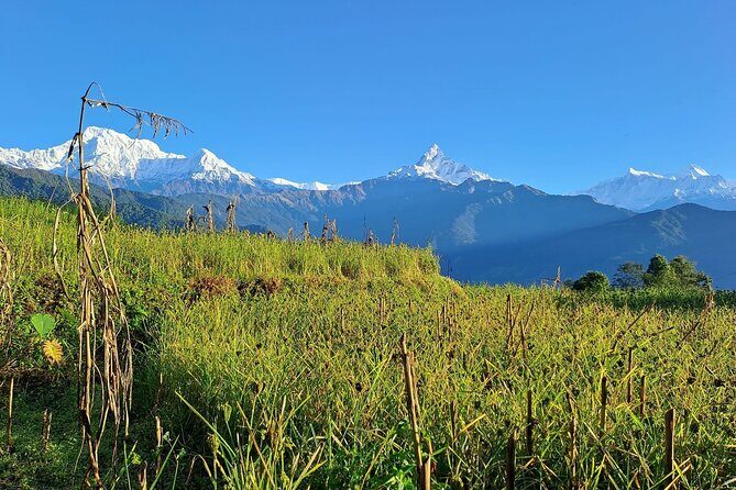 Pokhara: Easy Day Hike to Australian Camp & Dhampus Village - From Australian Camp to Phedi: downhill time and the Sarangkot connections
