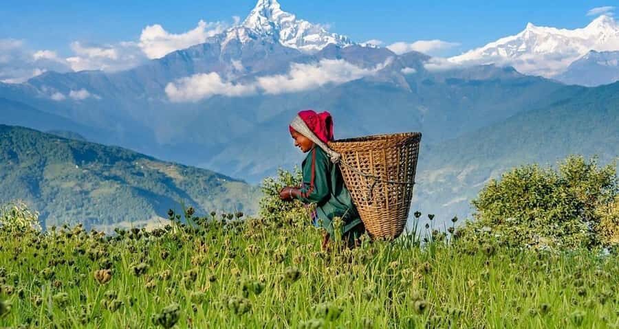 Pokhara: Guided Day Hike From Dampus To Australian Base Camp - Pace, Group Style, and Who This Fits Best