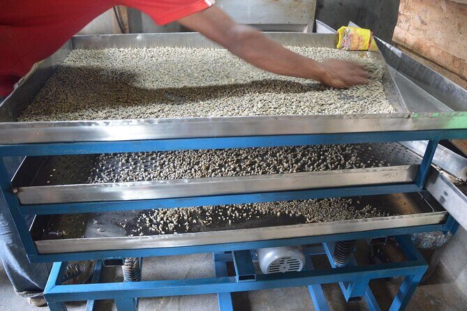 Sarangkot Village Coffee Culture and Authentic Local Life Tour - First Steps From SalesBerry to Khapaudi Village